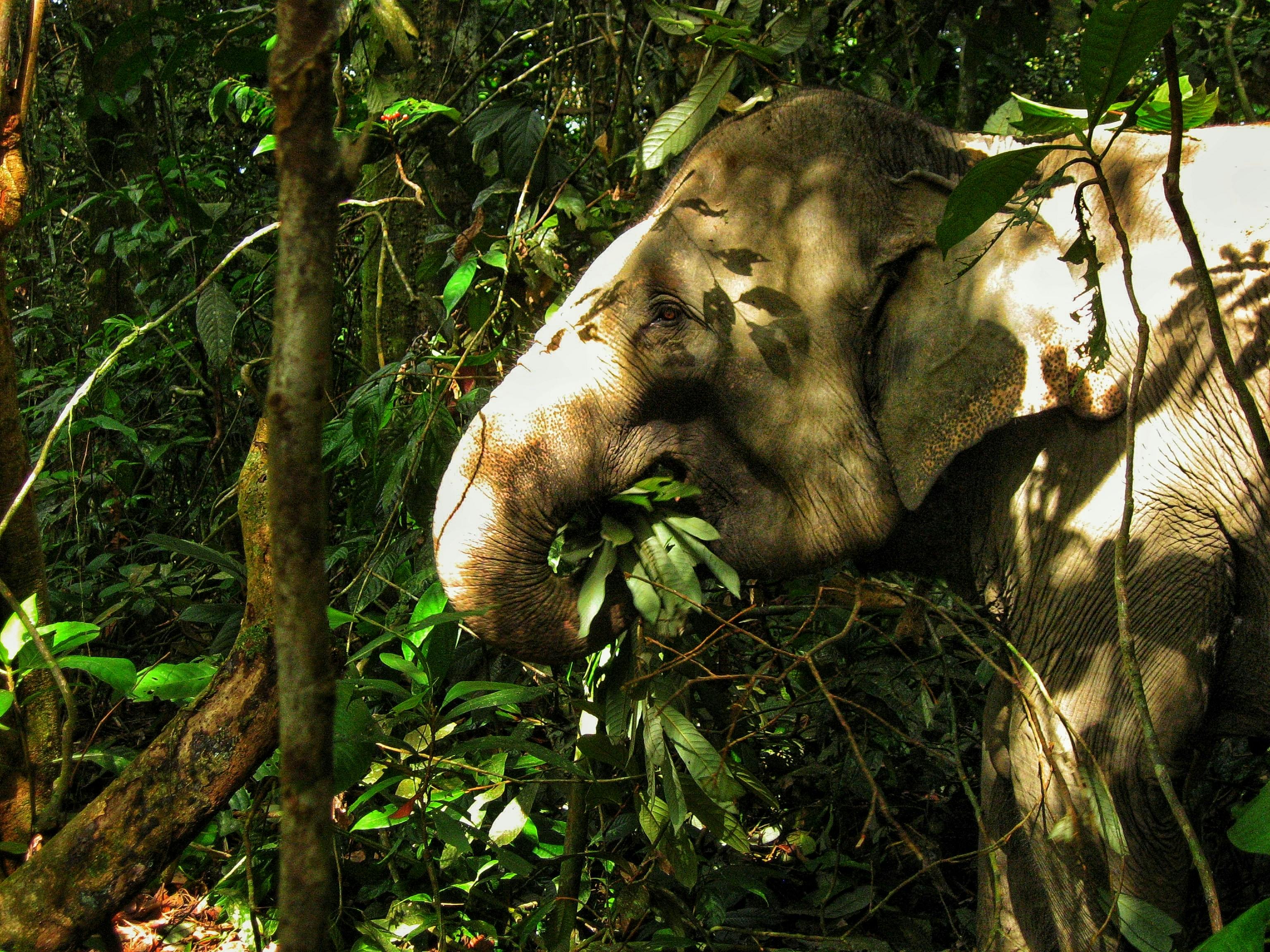 Cover Image for Megagardeners: Gajah si Tukang Kebun Hutan Alami