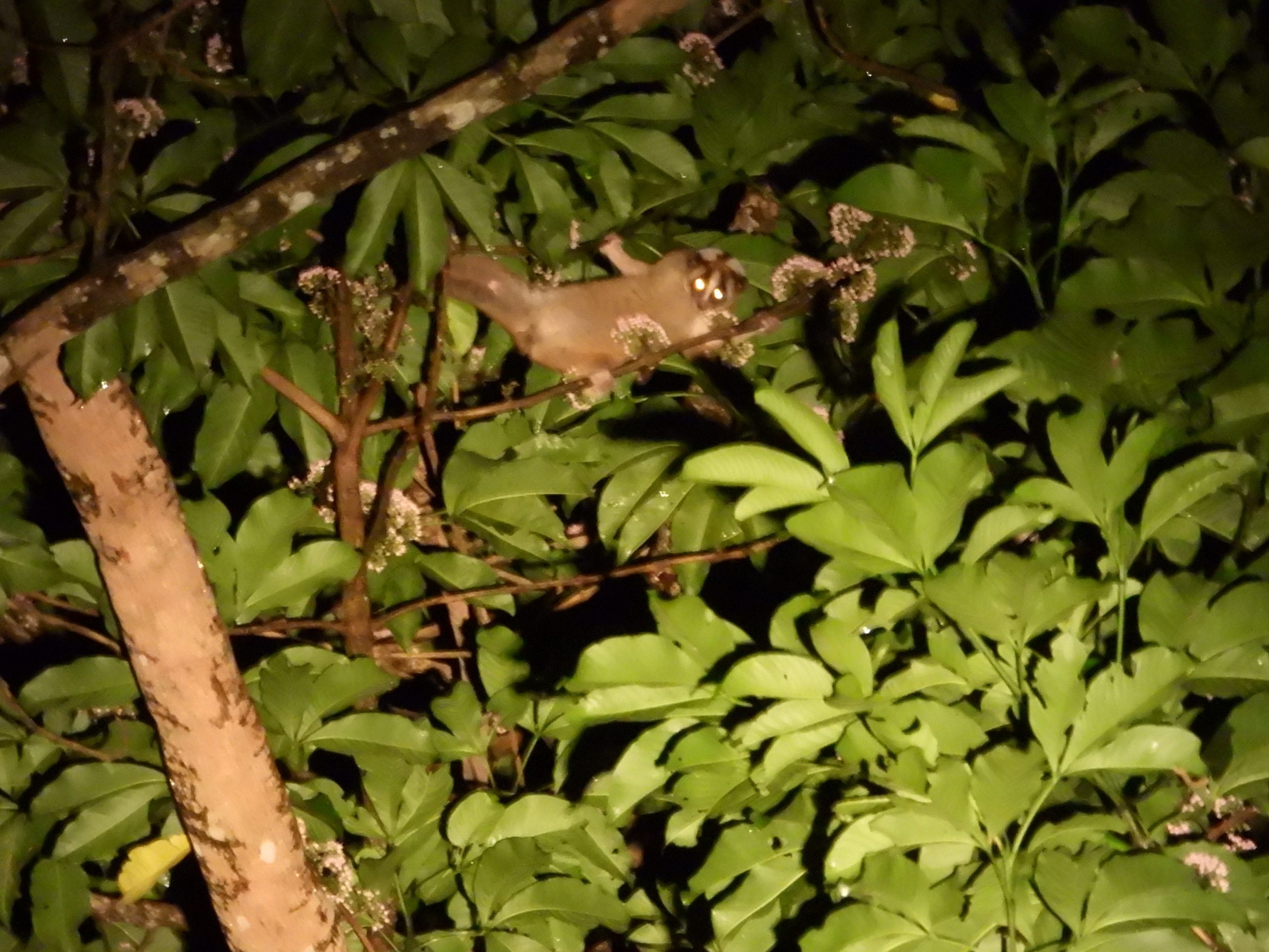 Javan Slow Loris: Facing the Limits of Knowledge and Food Resources