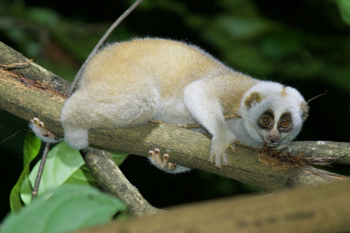 Modeling Bengal Slow Loris Habitat: Where Can They Still Survive?